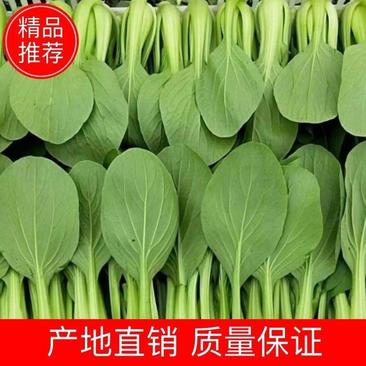 精品上海青小油菜小青菜产地实力直供代收代发全国发货