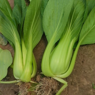 山东曹县蔬菜基地