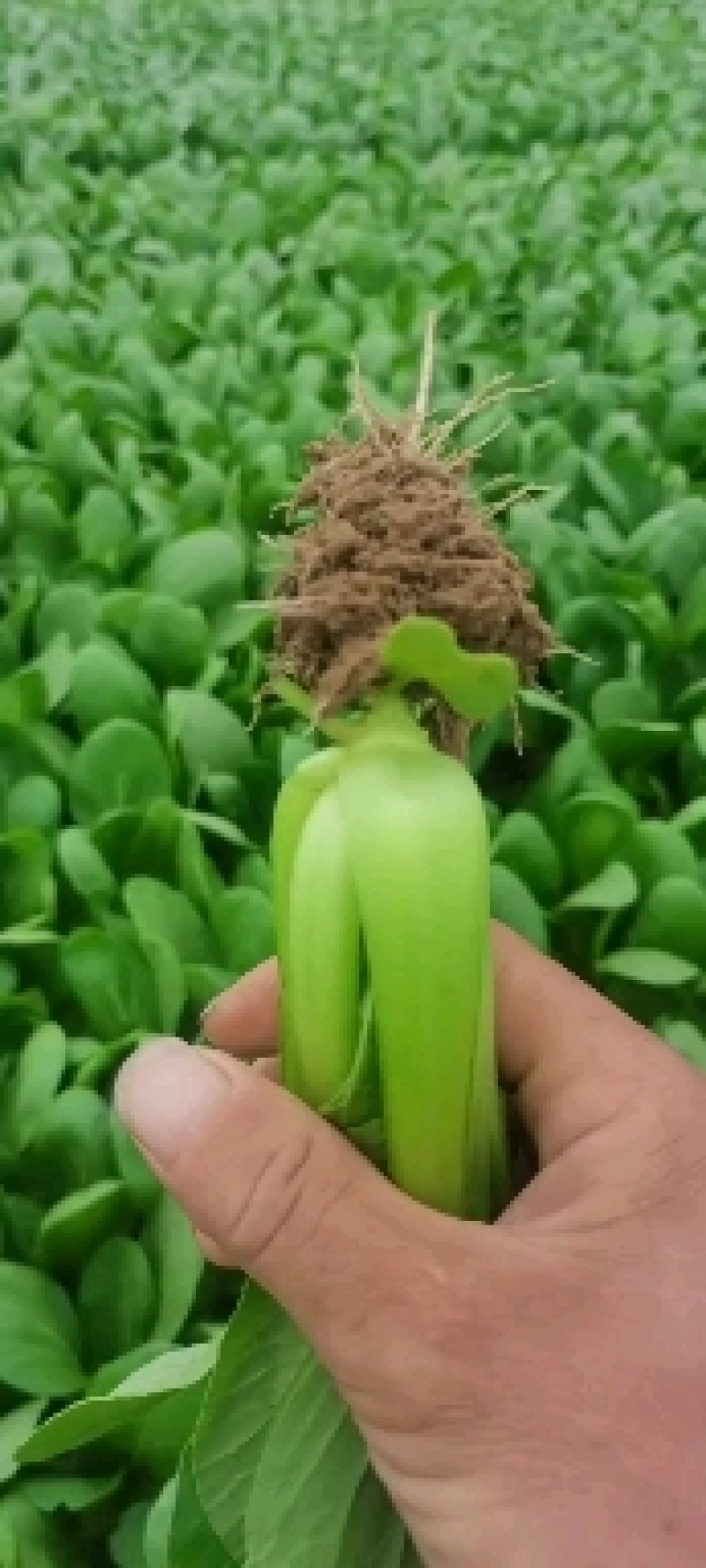 山东曹县蔬菜基地