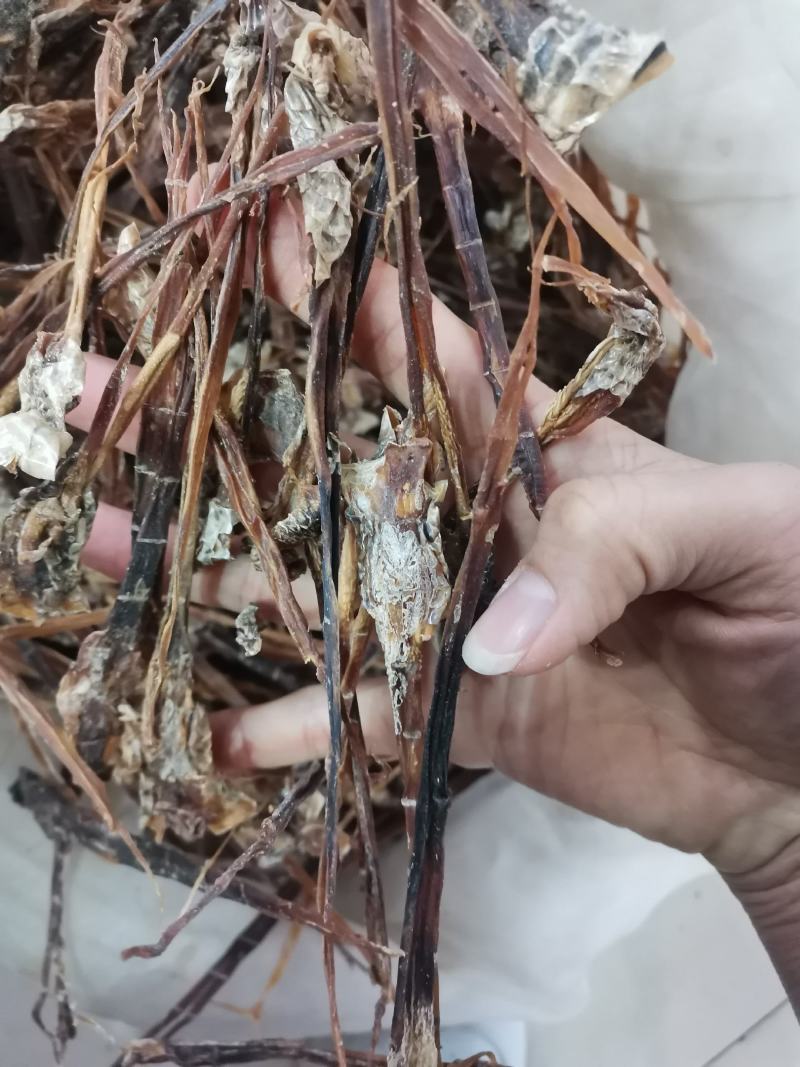 蛇鞭干货中药材