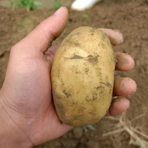 大丰黄心土豆🥔基地一手货源，农户直销全国