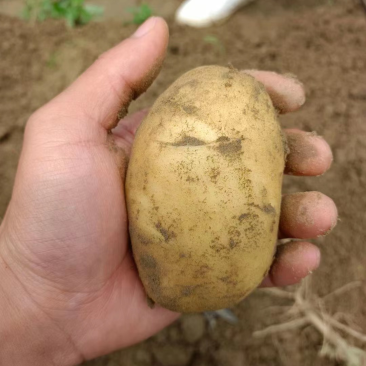 大丰黄心土豆🥔基地一手货源，农户直销全国代发