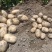 大丰黄心土豆🥔基地一手货源，农户直销全国代发