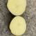 大丰黄心土豆🥔基地一手货源，农户直销全国代发