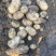 大丰黄心土豆🥔基地一手货源，农户直销全国代发