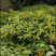黄花倒水莲苗观林下喜阴药食同源种植