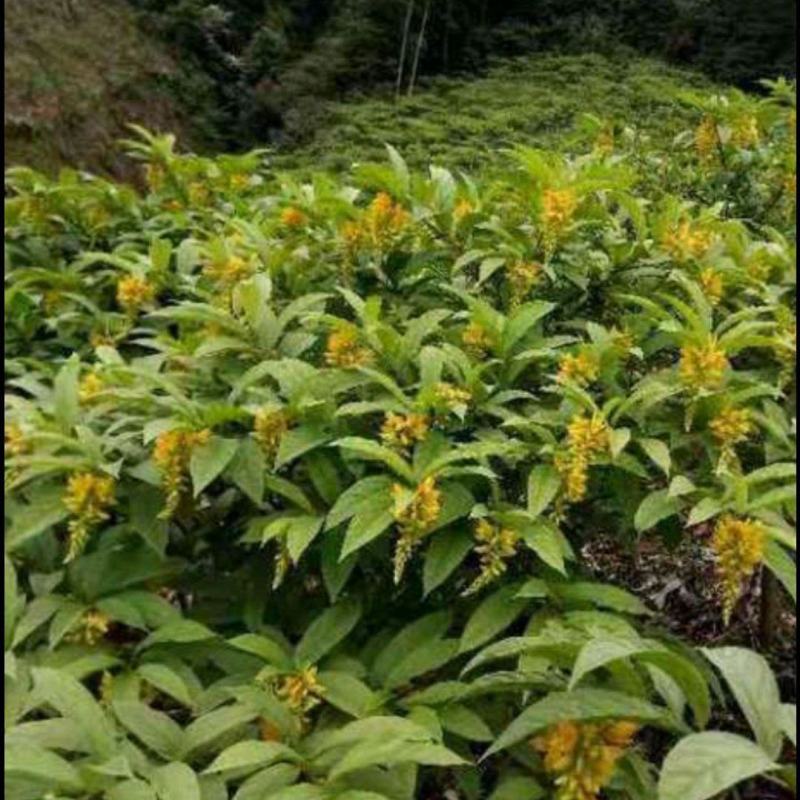 黄花倒水莲苗观林下喜阴药食同源种植