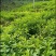 黄花倒水莲苗观林下喜阴药食同源种植
