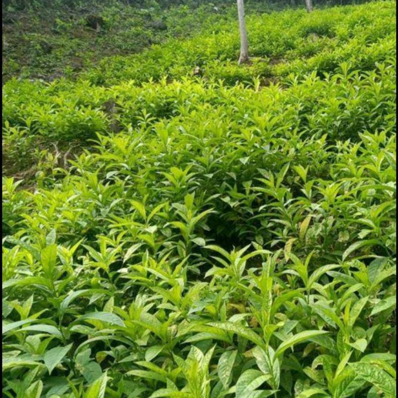 黄花倒水莲苗观林下喜阴药食同源种植