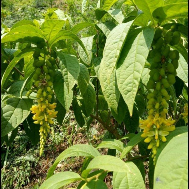 黄花倒水莲苗观林下喜阴药食同源种植