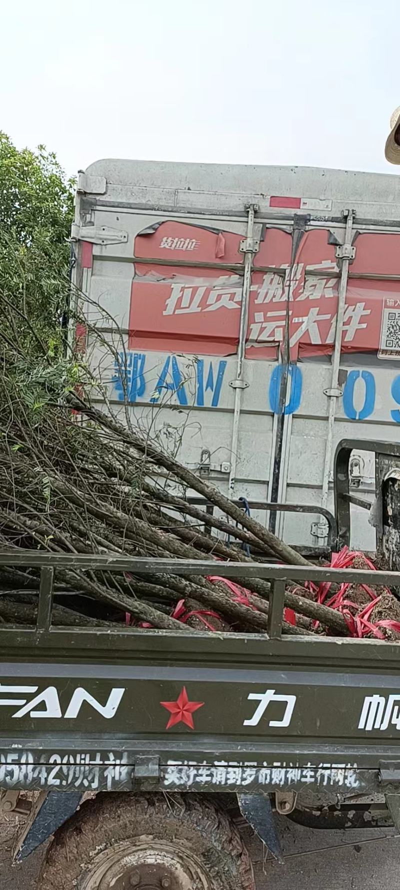 红豆杉精品红豆沙地径2公分带土球自产自销批发量大价优