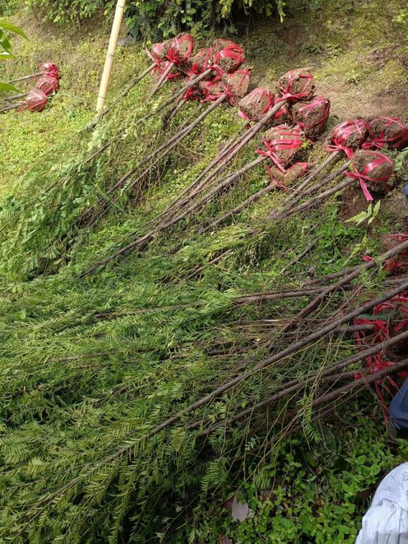 红豆杉精品红豆沙地径2公分带土球自产自销批发量大价优