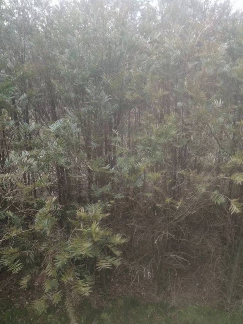 红豆杉精品红豆沙地径2公分带土球自产自销批发量大价优