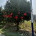 金桂12公分，15公分，18公分桂花