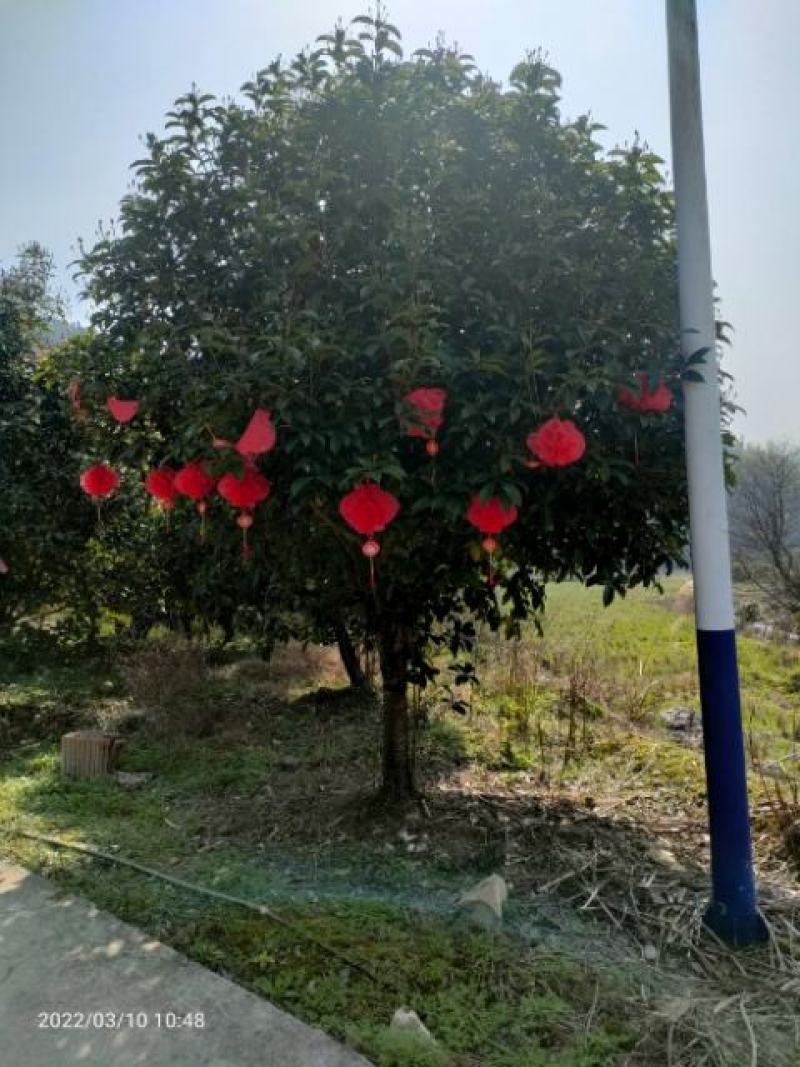 金桂12公分，15公分，18公分桂花
