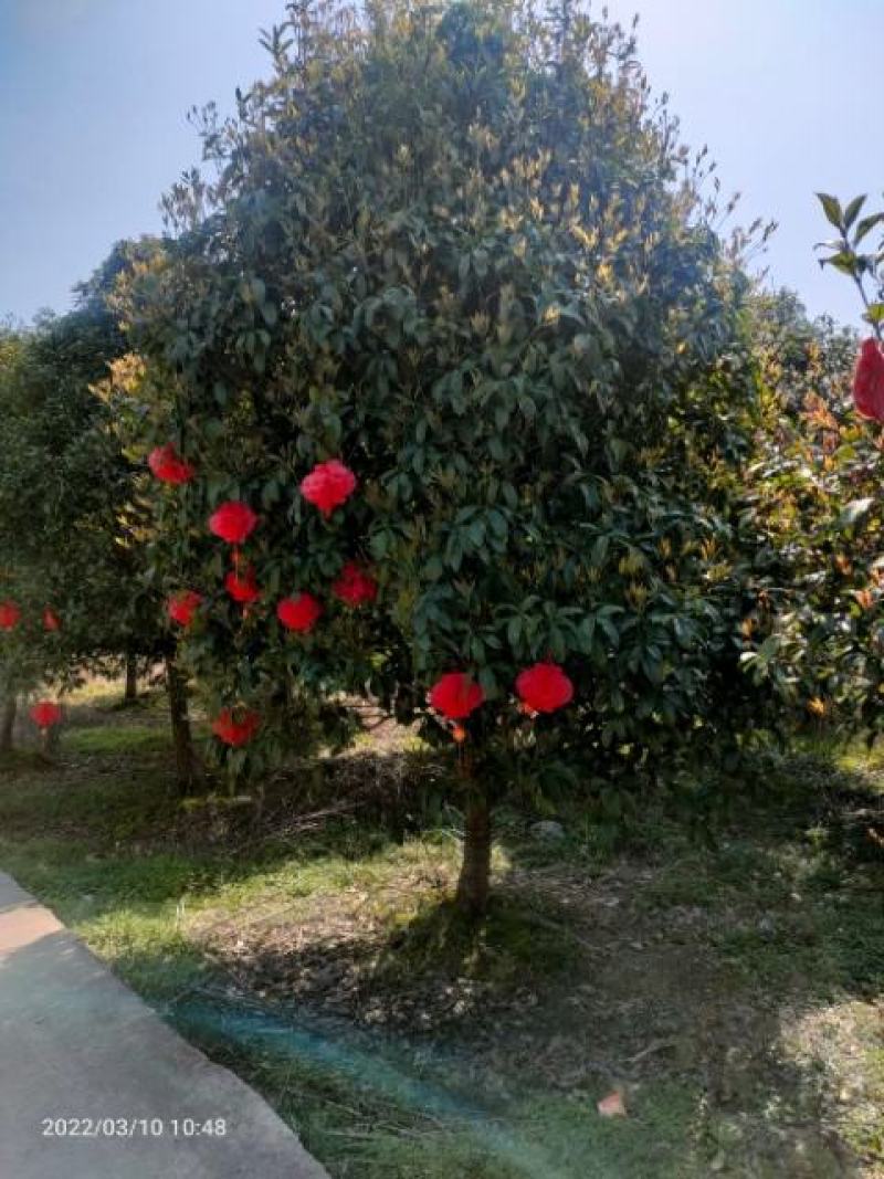 金桂12公分，15公分，18公分桂花