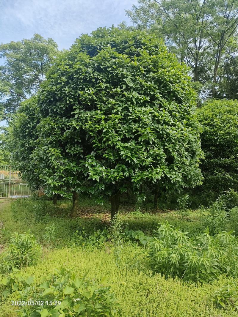 金桂12公分，15公分，18公分桂花