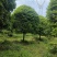 金桂12公分，15公分，18公分桂花
