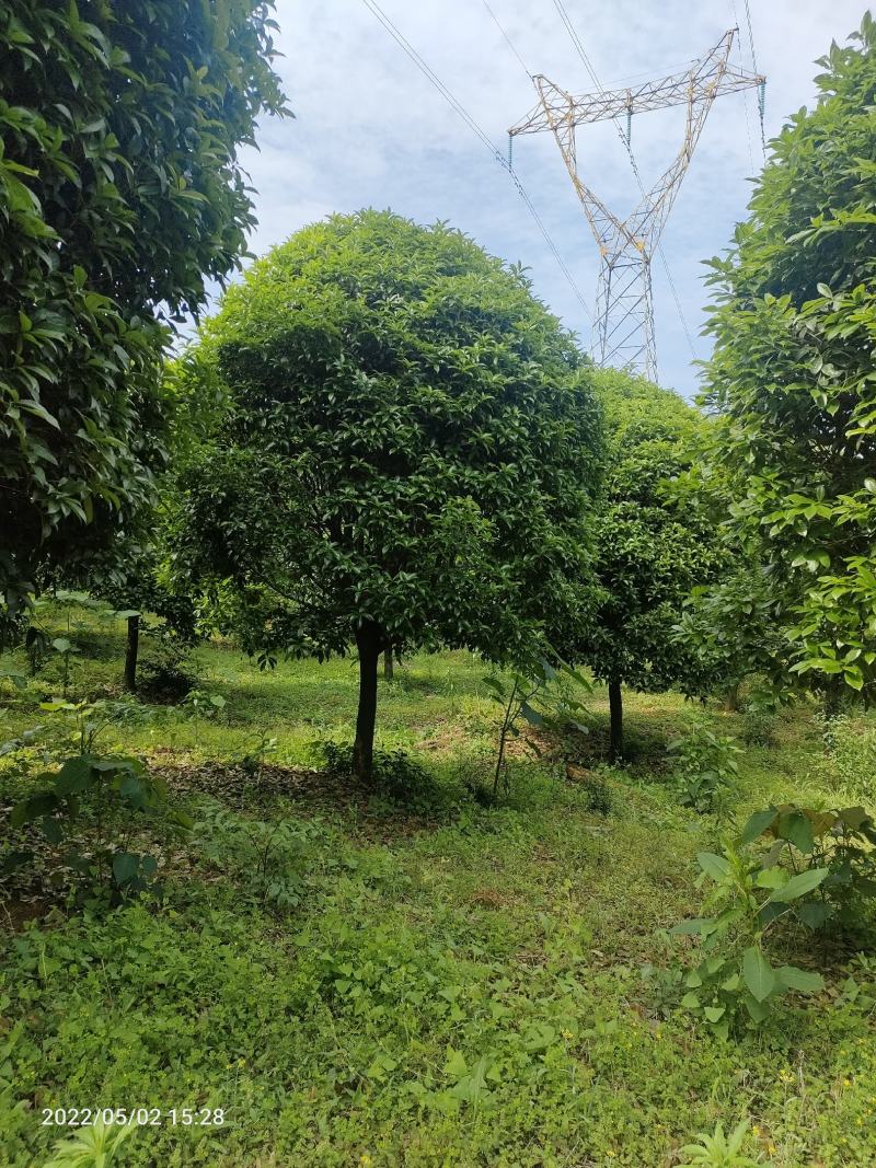 金桂12公分，15公分，18公分桂花