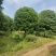 金桂12公分，15公分，18公分桂花