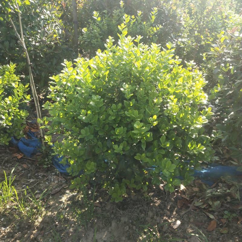 精品无刺枸股球，1.2米净球，自家苗圃