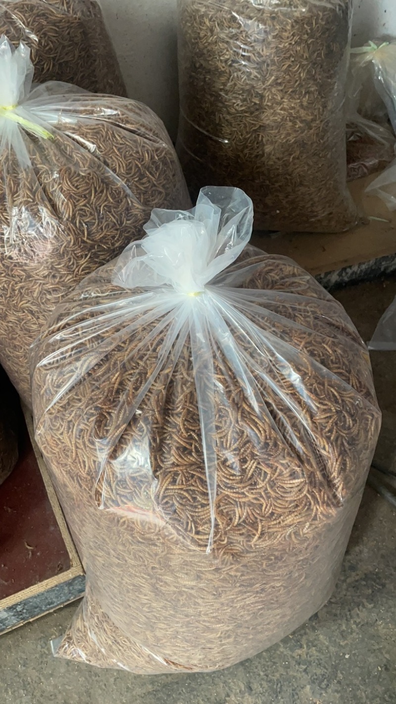 黄粉虫面包虫干品活体长年大量供应，源头养殖厂