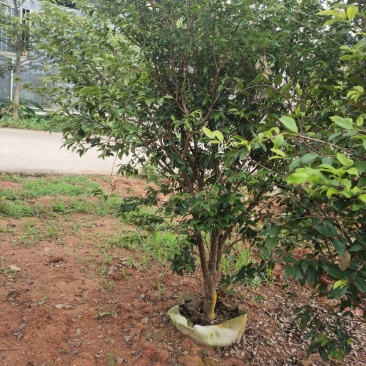 优质树葡萄，嘉宝果苗，沙巴，四季红妃，艾斯卡，福岗，