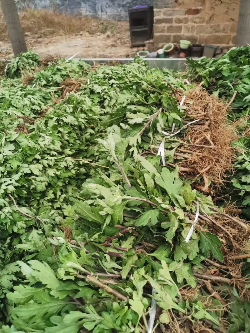 金丝皇菊苗:菊花苗杭白菊北京菊苏北菊基地直销