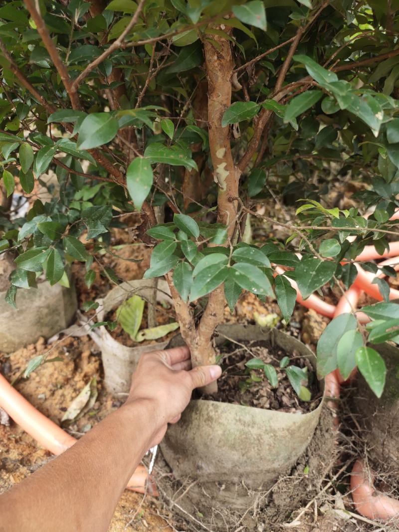 优质树葡萄，嘉宝果苗，沙巴，四季红妃，艾斯卡，福岗，
