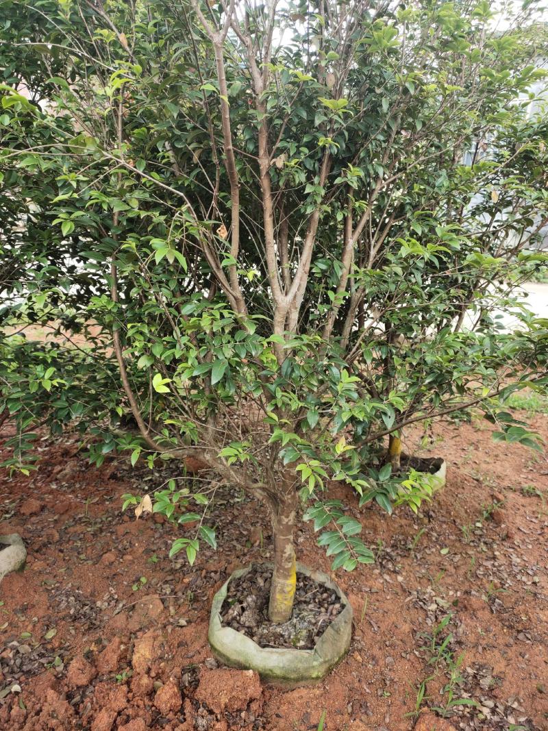 优质树葡萄，嘉宝果苗，沙巴，四季红妃，艾斯卡，福岗，