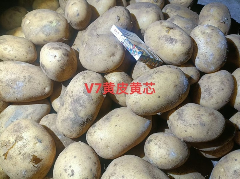 v7土豆内蒙古武川、黄皮黄心供应全国各地、品种齐全、