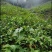 黄花倒水莲树苗野生倒吊黄花参苗黄花远志观音串苗