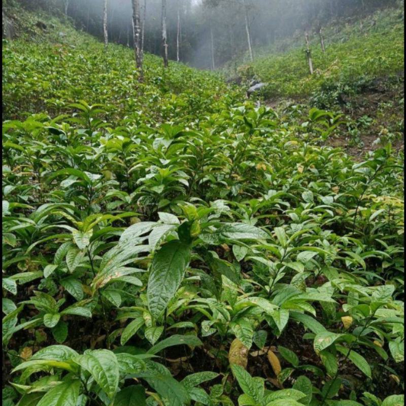 黄花倒水莲树苗野生倒吊黄花参苗黄花远志观音串苗