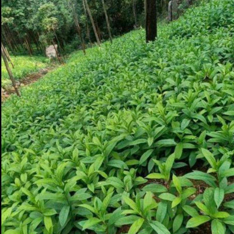 黄花倒水莲树苗野生倒吊黄花参苗黄花远志观音串苗