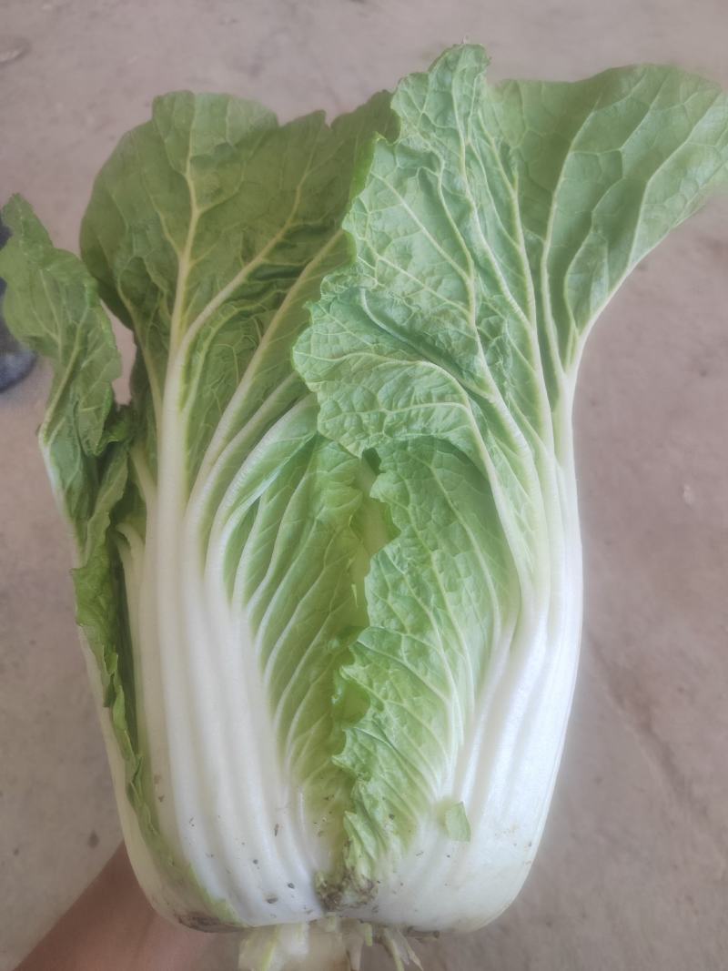 黄心大白菜，产地直供，货源充足诚信代办，支持视频看货！