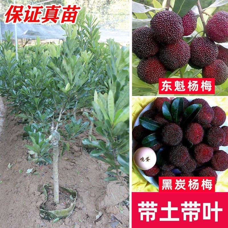优质黑炭杨梅，东魁杨梅苗，带营养杯发货，种植成活率高！