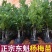 优质黑炭杨梅，东魁杨梅苗，带营养杯发货，种植成活率高！