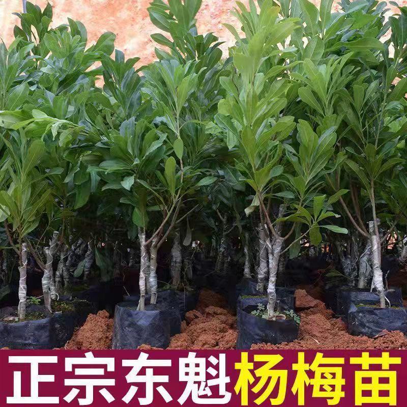 优质黑炭杨梅，东魁杨梅苗，带营养杯发货，种植成活率高！