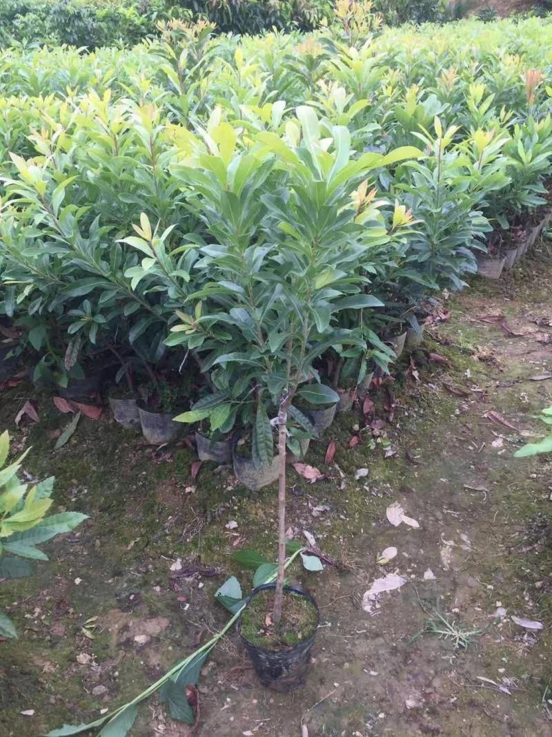优质黑炭杨梅，东魁杨梅苗，带营养杯发货，种植成活率高！