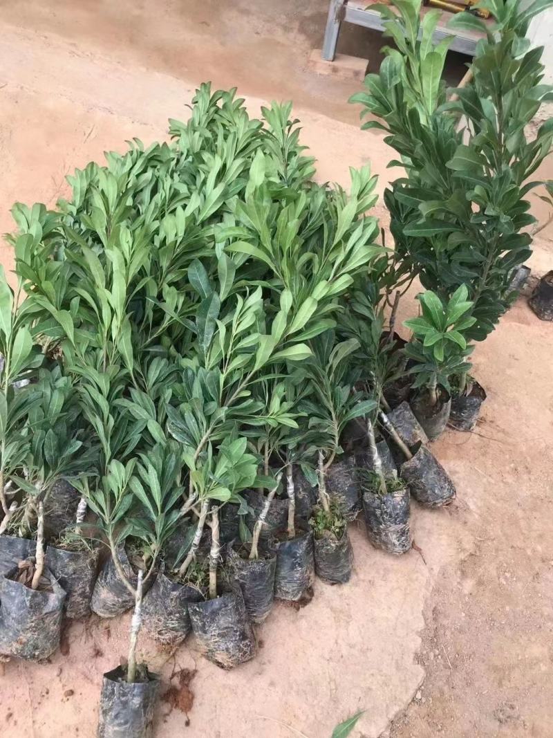 优质黑炭杨梅，东魁杨梅苗，带营养杯发货，种植成活率高！
