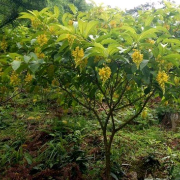 黄花倒水莲苗观林下喜阴药食同源种植
