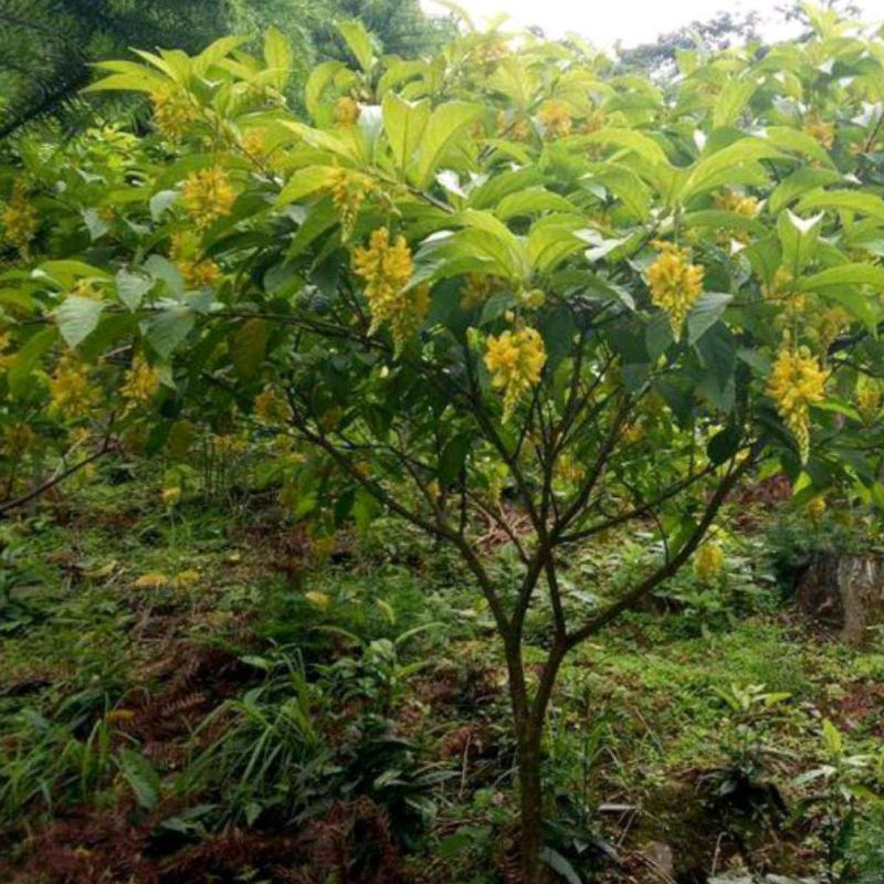 黄花倒水莲苗观林下喜阴药食同源种植