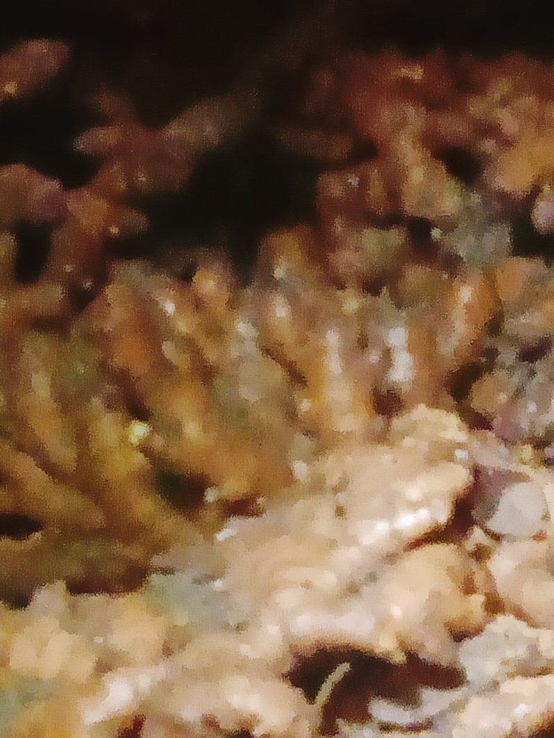 小黄姜