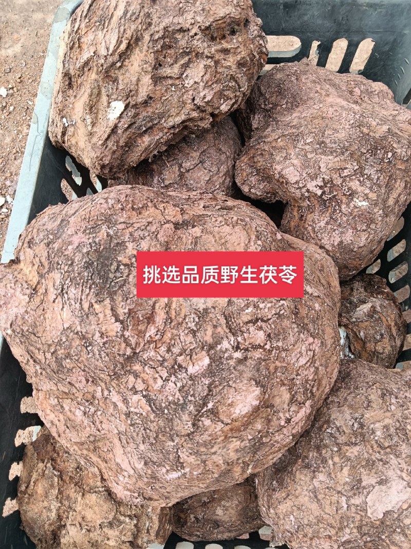 中药材水洗带皮无硫白茯苓干片，茯神片，去皮白茯苓大片现货