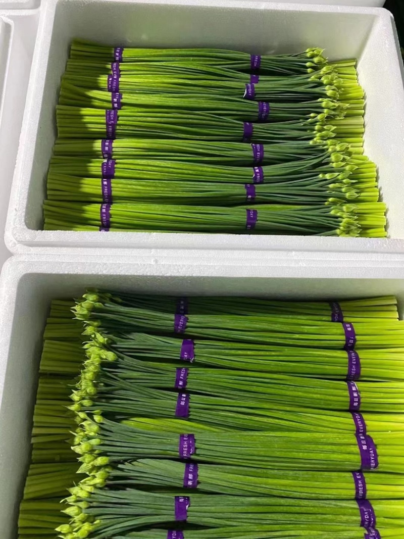 【推荐】精品韭菜花可供平台出港东南亚超市保质保量