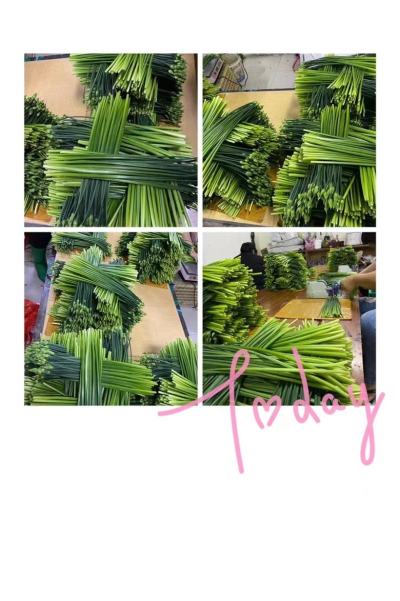【推荐】精品韭菜花可供平台出港东南亚超市保质保量