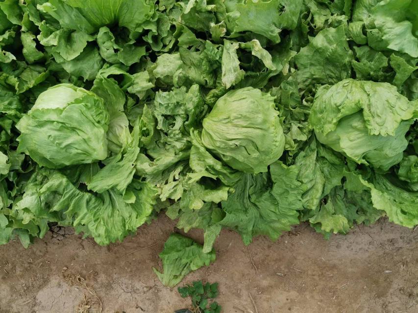 圆包菜与结球生菜对比图