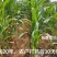 玉米田用除草剂硝烟莠去津玉米苞谷地苗后禾阔双除