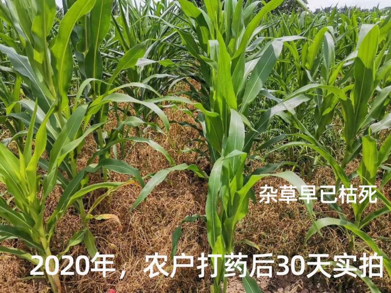 玉米田用除草剂硝烟莠去津玉米苞谷地苗后禾阔双除