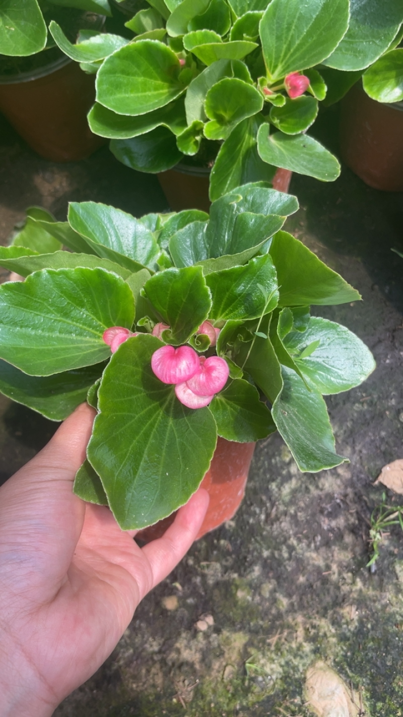 重瓣四季海棠，大量有货，量大有货，现货